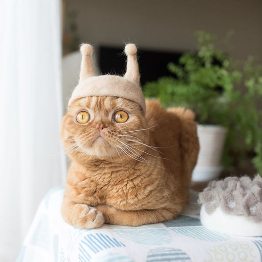 Snail hat